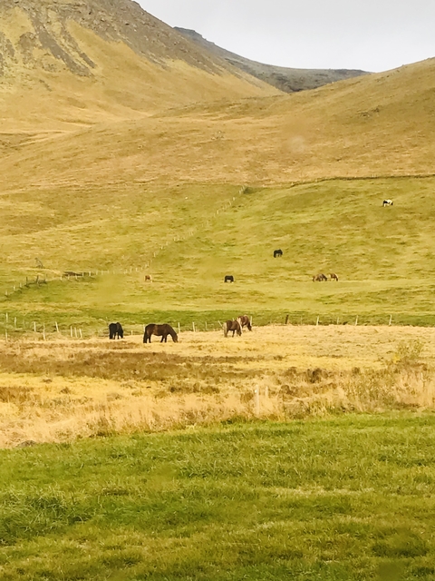 A scenic view of a grassy field with horses grazing.