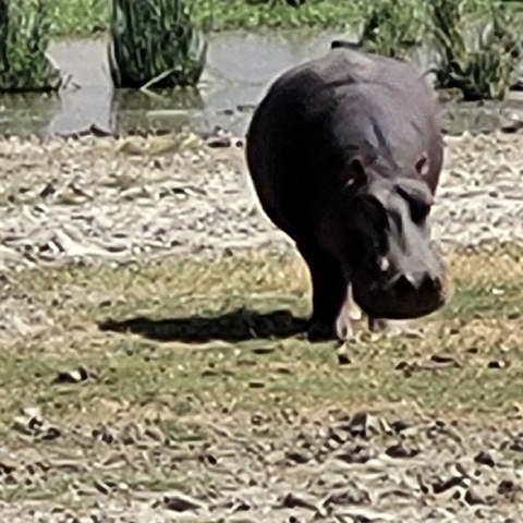       Close-up view of a hippo in a natural habitat.
  