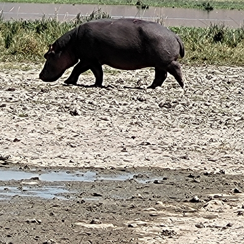       Hippo walking along a water's edge.
  