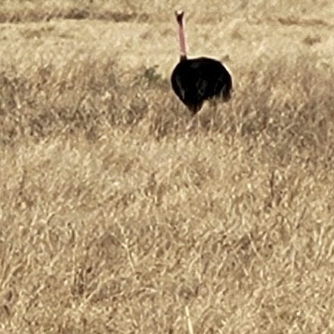       Blurry image of an animal in a grassy field.
  