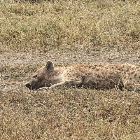       Hyena lying on the ground.
  