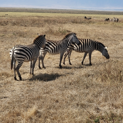       Group of zebras standing in a dry landscape.
  