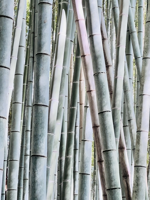       Tall bamboo stalks forming a dense forest.
  