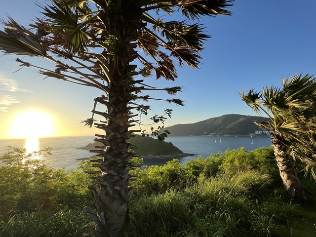 Lush coastal landscape with palm trees and a setting sun.