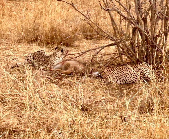 Cheetahs with prey under a dry bush in a grassy savannah.