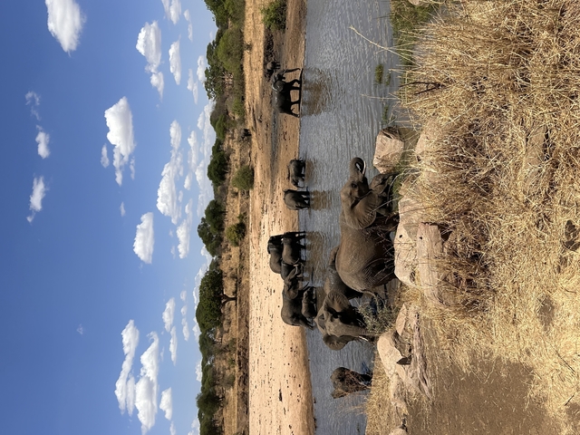 Herd of elephants at a waterhole in a dry landscape.