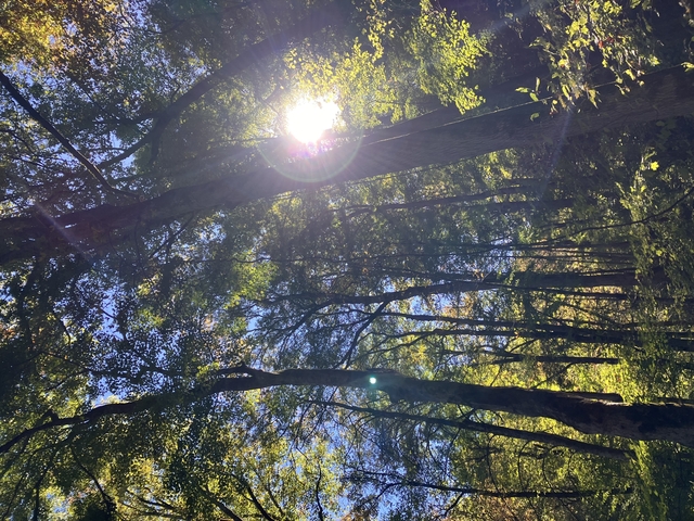 Sunlight filtering through tall trees in a forest.