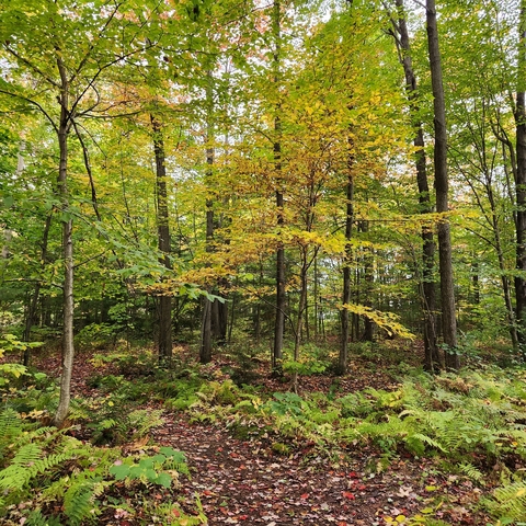 Forest scene with autumn leaves.
