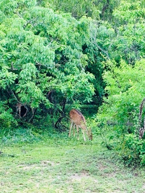foto de reseña de cliente de Viaje de ensueño a Sri Lanka - 12 días en Sri Lanka 