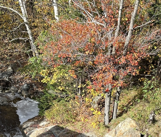 Riverbank with colorful autumn leaves.