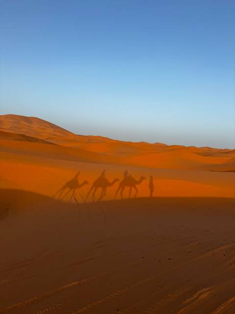      Camel shadows on desert dunes.
  