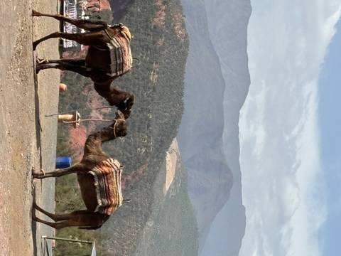       Camels resting with a mountain backdrop.
  