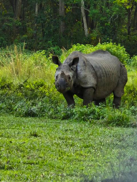Rhinoceros in a lush natural setting.