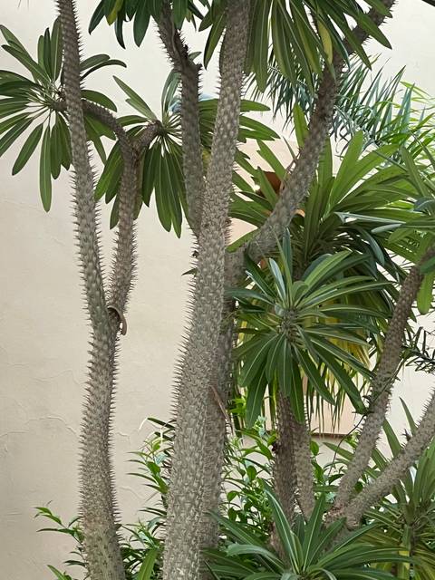 Close-up of a spiky cactus plant.