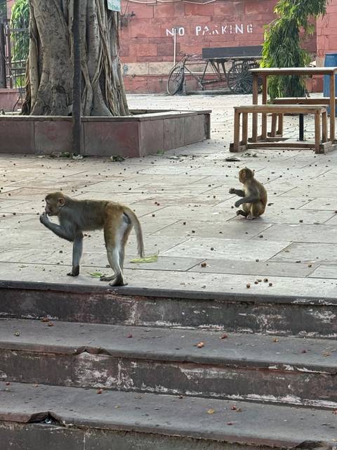 Monkeys on a paved surface near stairs.