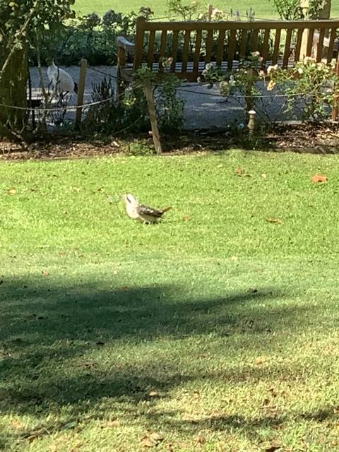 A duck walking on grass