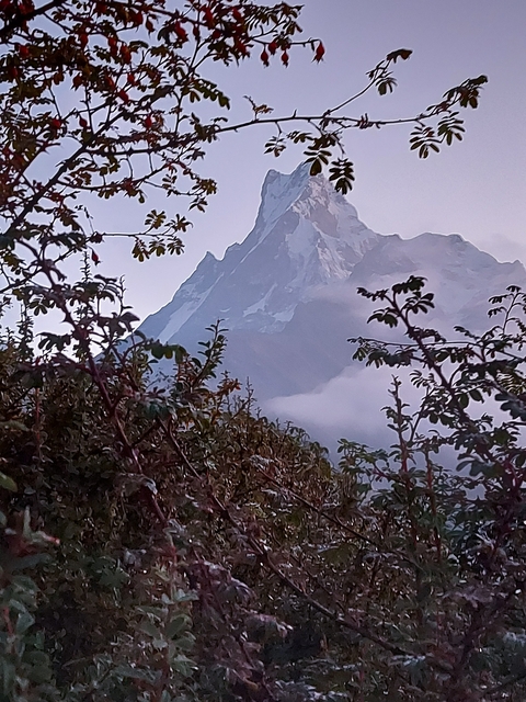 Mountain peak framed by vegetation.