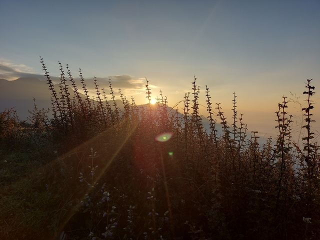 Sunset over mountains viewed through plants.