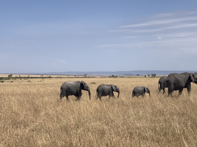 Family of elephants walking through grassland.