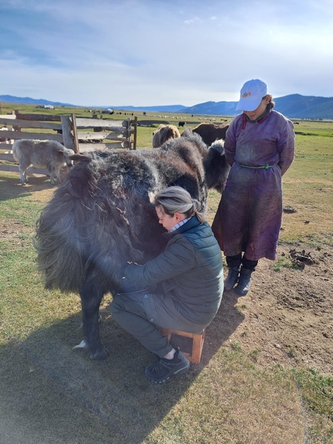       Person interacting with a yak, possibly milking it.
  