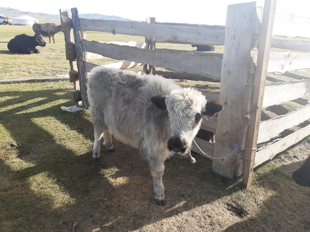       Young yak standing next to a wooden fence in a pasture.
  
