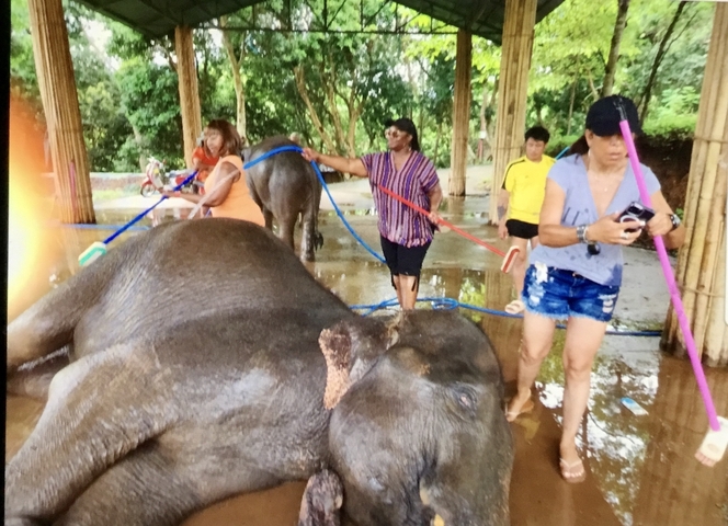 Tourists washing elephants in a sanctuary.