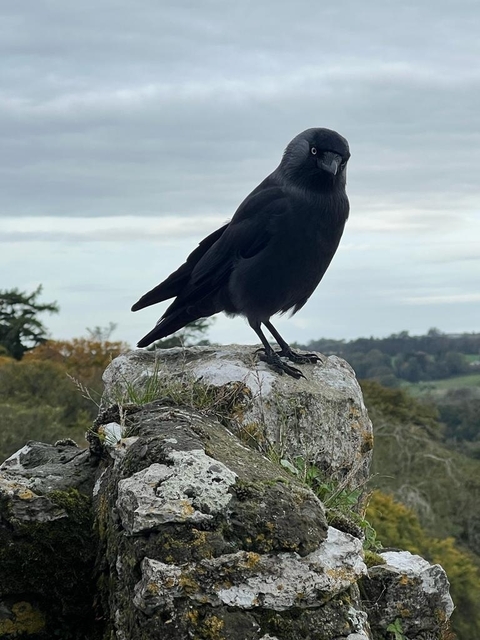       foto de reseña de cliente de Asombrosa Irlanda - Firma 
  