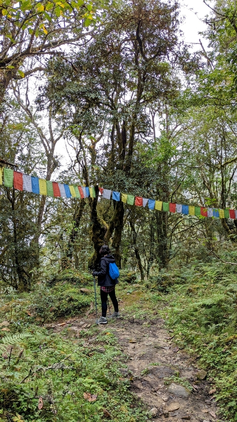       Person observing prayer flags hanging in a forest.
  
