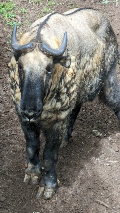       Close-up of a yak's face with shaggy fur.
  