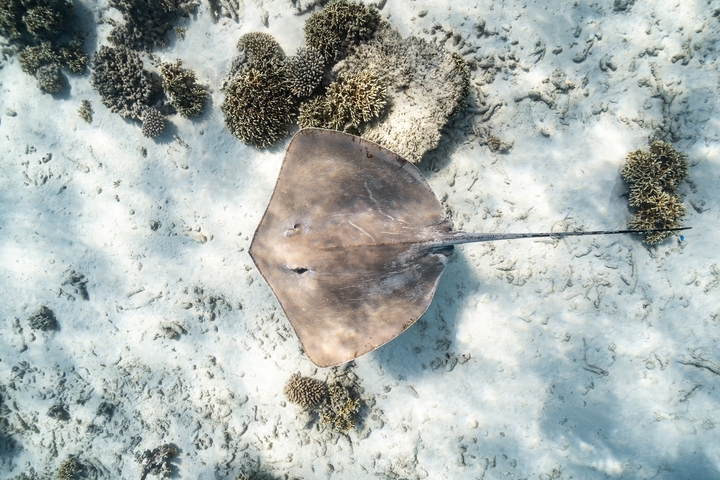 Aerial view of a stingray on the ocean floor