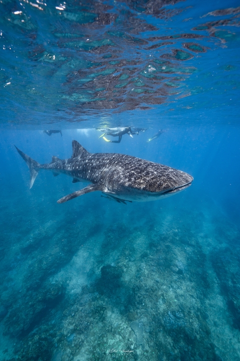 People snorkeling near a whale shark