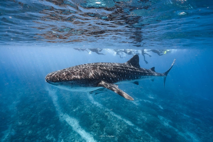 Whale shark swimming near the surface with snorkelers