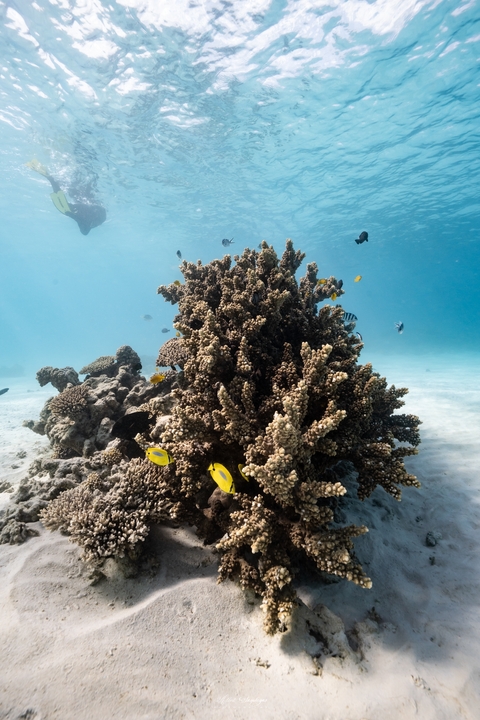 Coral reef with vibrant fish underwater