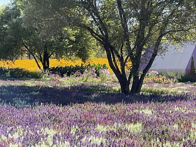       Colorful flower field with trees and blue sky.
  