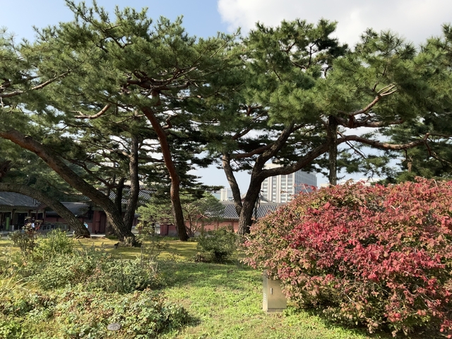       Garden with pine trees and traditional architecture.
  