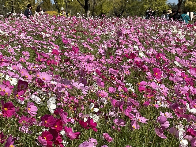       Field of pink and white flowers under a bright sky.
  