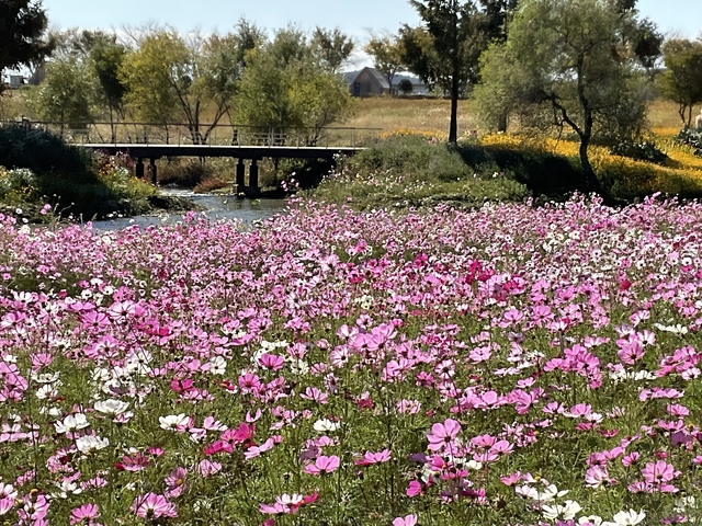       Bridge over a stream surrounded by flowers.
  