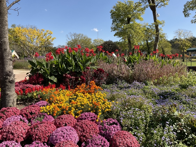       Vibrant flower garden with multiple blooming plants.
  