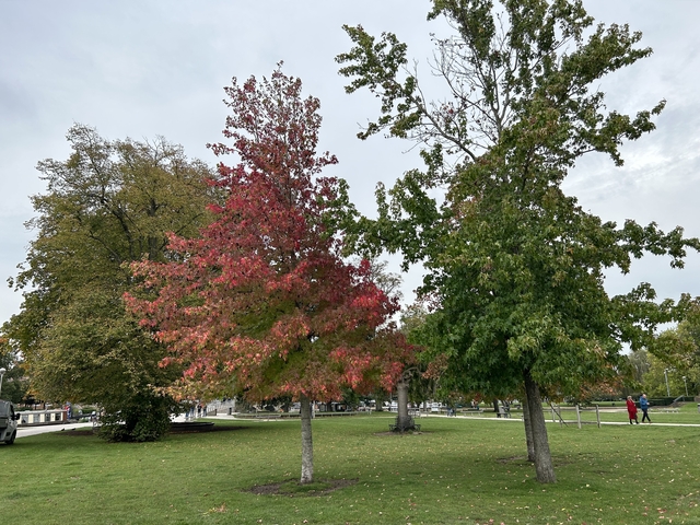Two trees with autumn colors in a park.