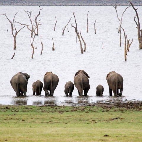 Elephant herd standing in a water body.