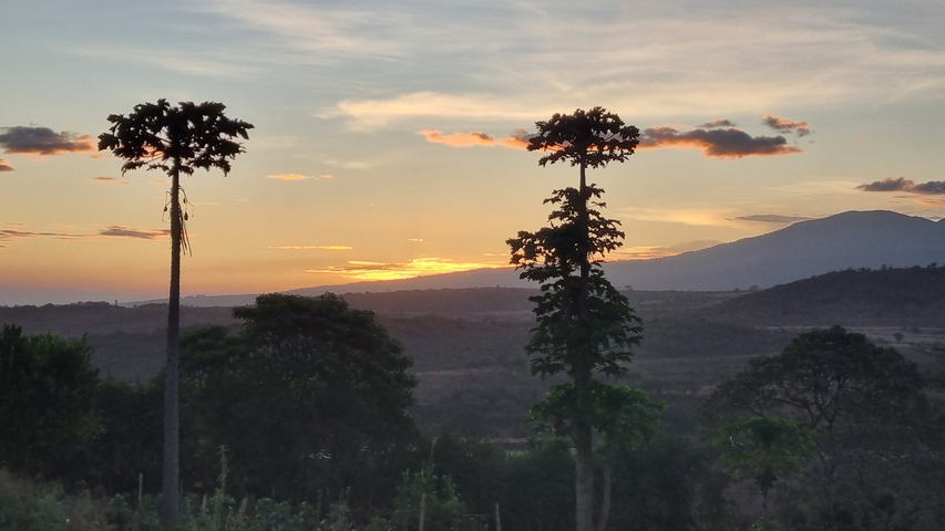 Sunset with silhouetted trees and a mountain range.