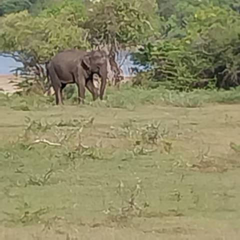       Elephant in a field with distant trees and sky.
  