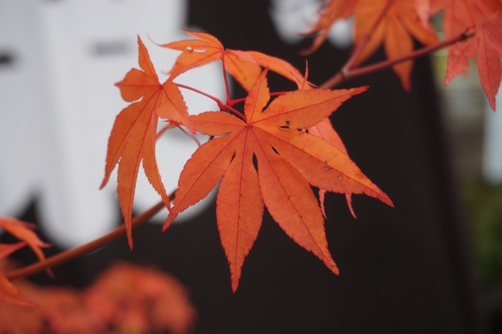 Close-up of red maple leaves.