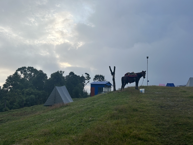 Horse standing on a hill near tents.
