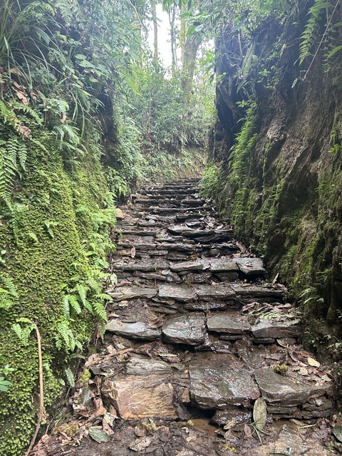 Stone steps surrounded by greenery.