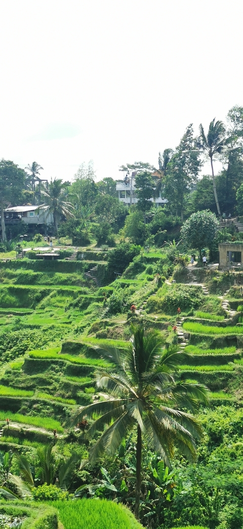       Lush green terraced rice fields.
  