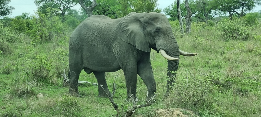 Elephant walking through green savanna.