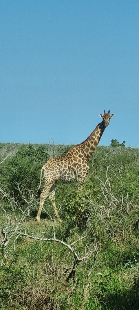 Giraffe standing in tall grass.