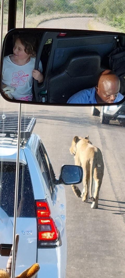 Lioness walking on a road beside vehicles.