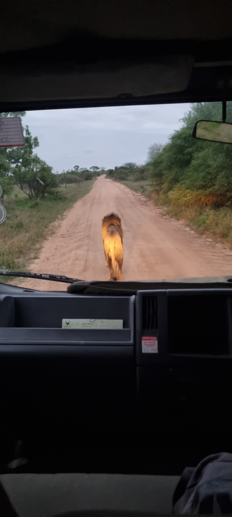       Lion walking on a dirt path in the savanna.
  